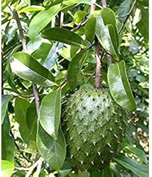 Red Myrica Fruit Seeds for Planting | Heirloom Non-GMO Organic Seeds for Unique, Sweet Garden Berries