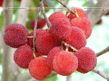 Red Myrica Rubra Fruit Seeds for Planting