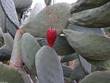 Red Opuntia Ficus Indica Seeds