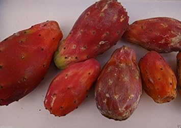Red Opuntia Ficus Indica Seeds