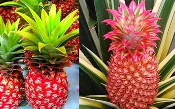 Red Pineapple Fruit Seeds for Planting