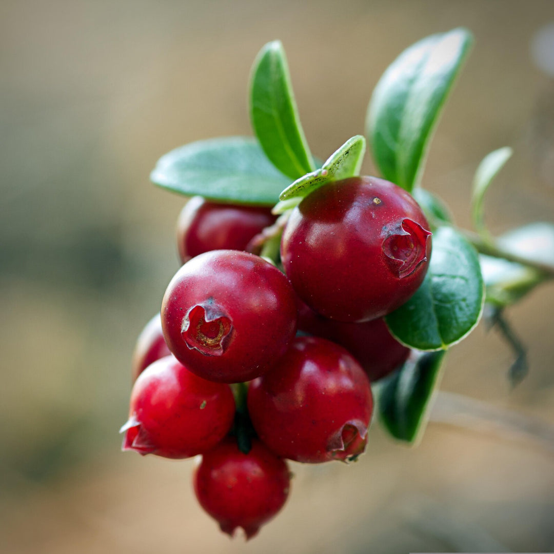 Red Russian Blueberry Tree &amp; Katya Aronia Berry Seeds