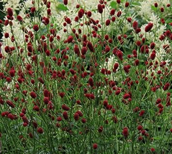 Red Sanguisorba Officinalis Seeds for Planting