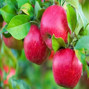 Red Spondias Purpurea Fruit Seeds