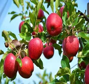 Red Spondias Purpurea Fruit Seeds