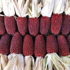 Red Strawberry Popcorn Seeds for Growing