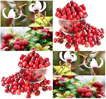 Red Vaccinium Macrocarpon Fruit Seeds for Planting