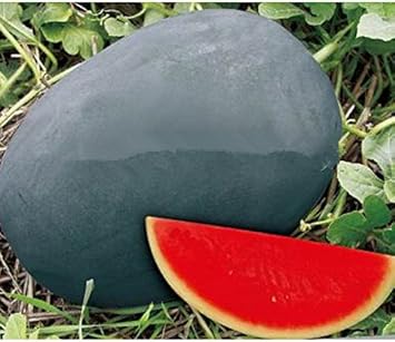 Red Watermelon Fruit Seeds for Planting