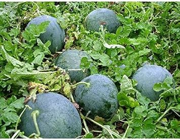 Red Watermelon Fruit Seeds for Planting