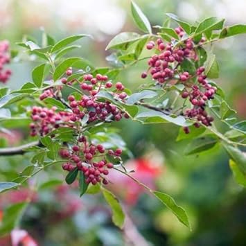 Red Zanthoxylum Fruit Seeds