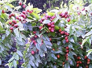 Red Ziziphus Jujuba Fruit Seeds for Planting