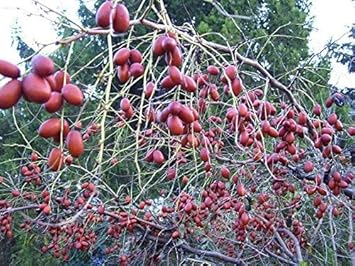 Red Ziziphus Jujuba Fruit Seeds for Planting