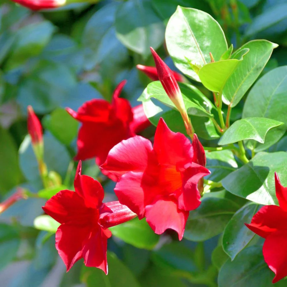 dipladenia flower flower seeds