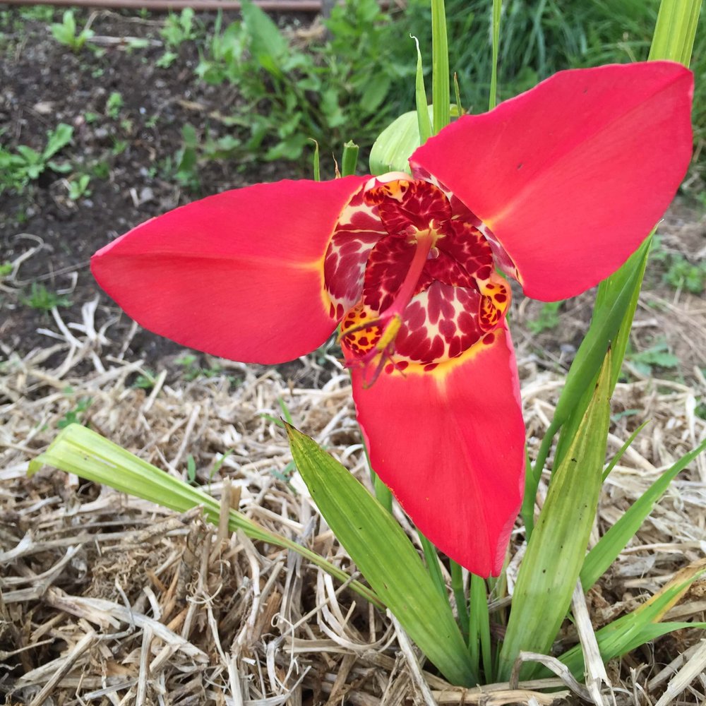 Røde Tigridia Pavonia blomsterfrø til udplantning, 100 stk