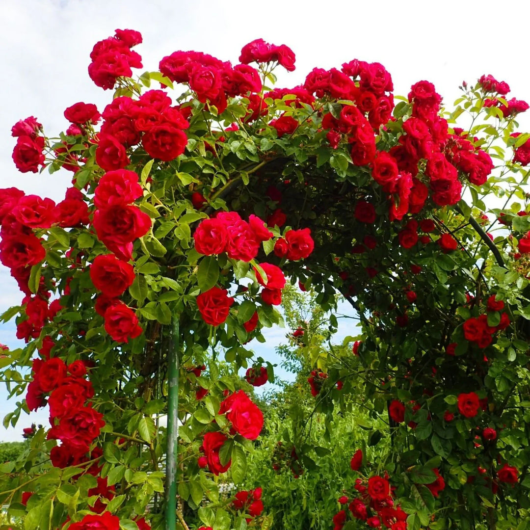 climbing rose flower seeds