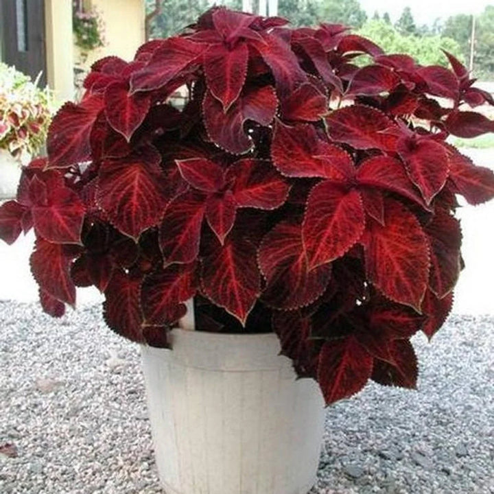 Red White Coleus Plant Seeds for Planting 100 pcs
