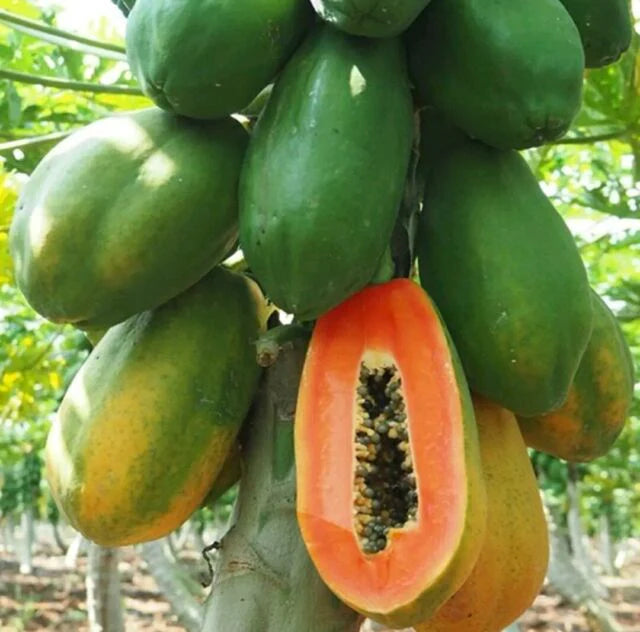 Red Lady Papaya Fruit Seeds for Planting - Growing Exotic Tropical Papayas, Non-GMO Seeds