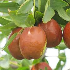 Redlands Jujube Fruit Seeds for Planting