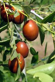 Redlands Jujube Fruit Seeds for Planting