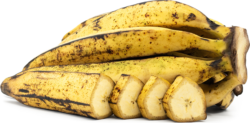 Rhino Horn Banana (African Giant Banana) Fruit Tree Seeds for Planting
