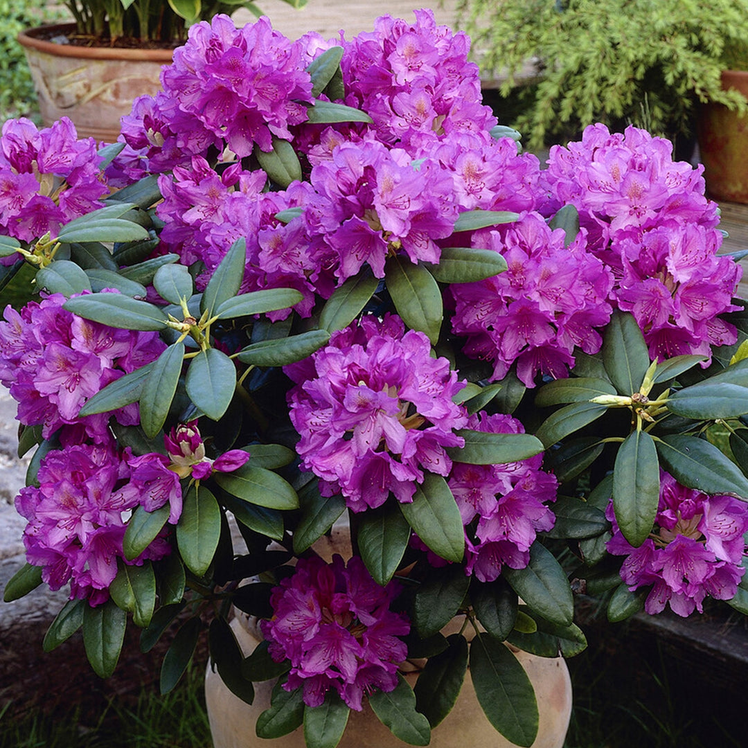 rhododendron flower seeds Heirloom Catawba Rhododendron Flower Seeds