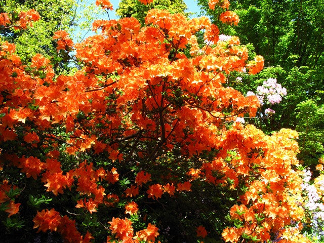 planting rhododendron seeds Orange Rhododendron Flower Seeds for Planting – Heirloom, Non-GMO, High Germination Organic Garden Seeds
