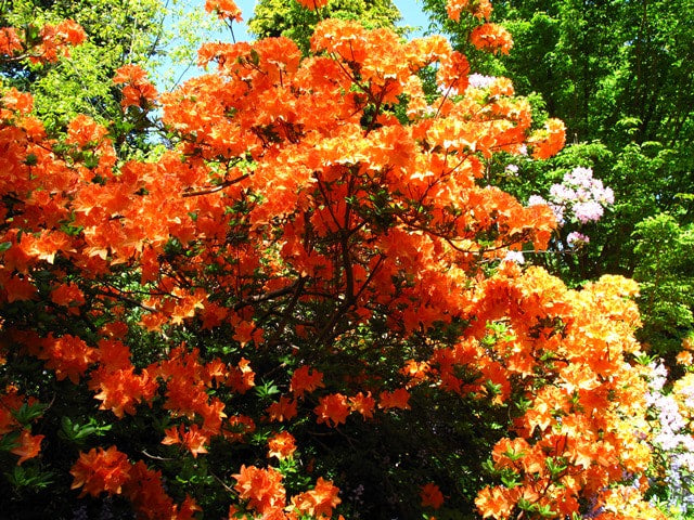 Rhododendron Orange Blomsterfrø til Plantning 100 stk