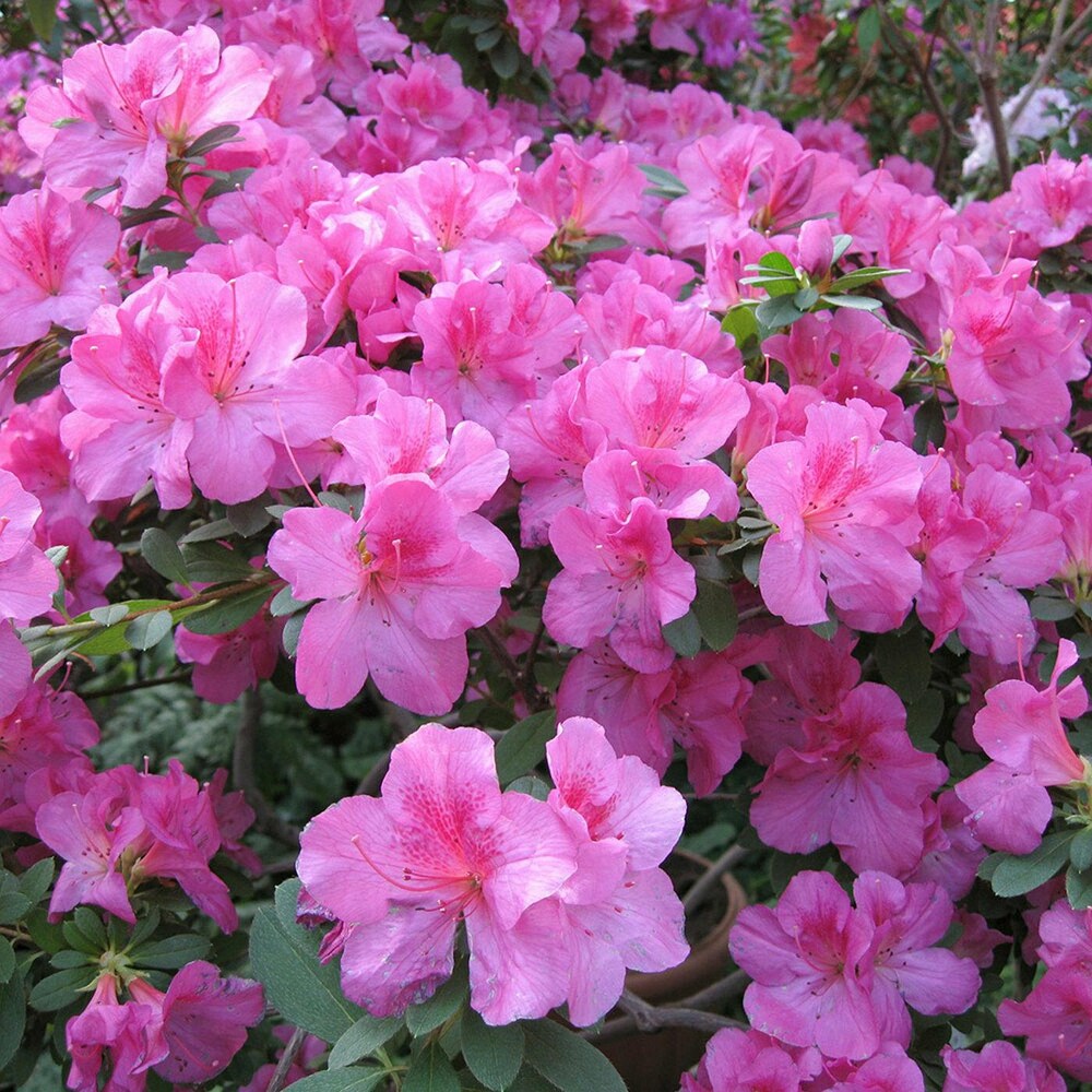 Azalea Blomsterfrø til Plantning Pink Grøn 100 stk