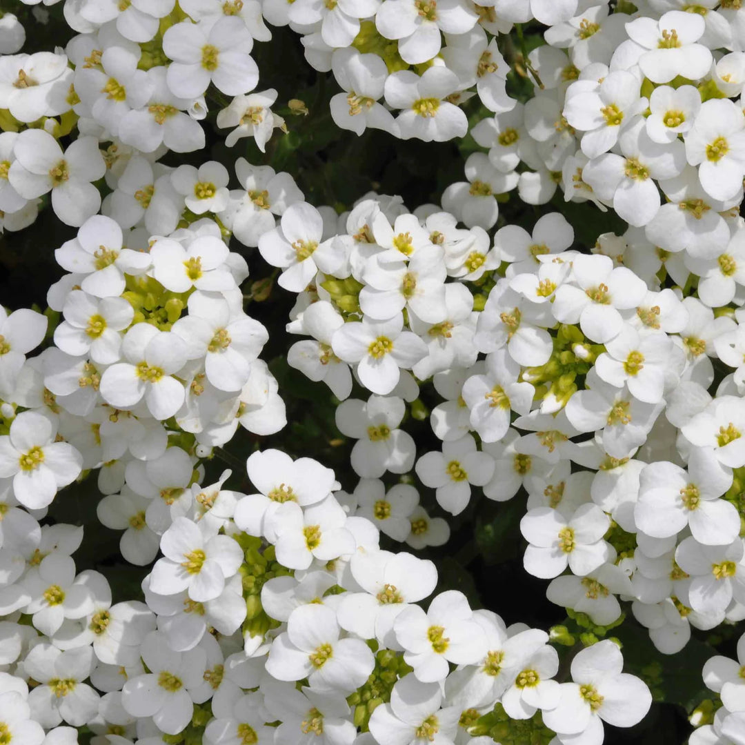 rock cress flower seeds Snow Peak Rock Cress Flower Seeds – Heirloom Non-GMO High Germination Organic Garden Seeds for Planting
