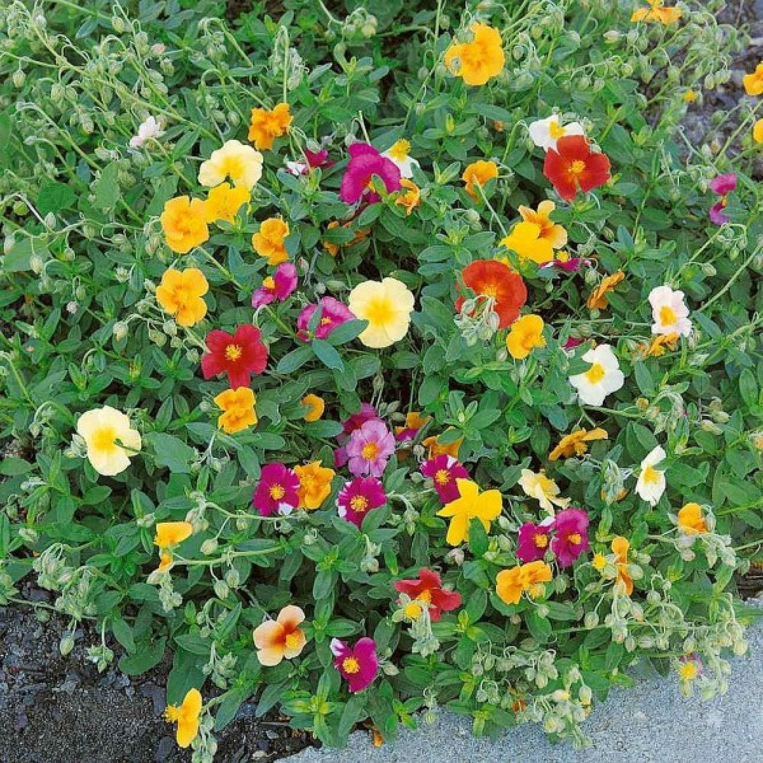 Blandede Helianthemum Rock Rose frø til udplantning - 100 stk