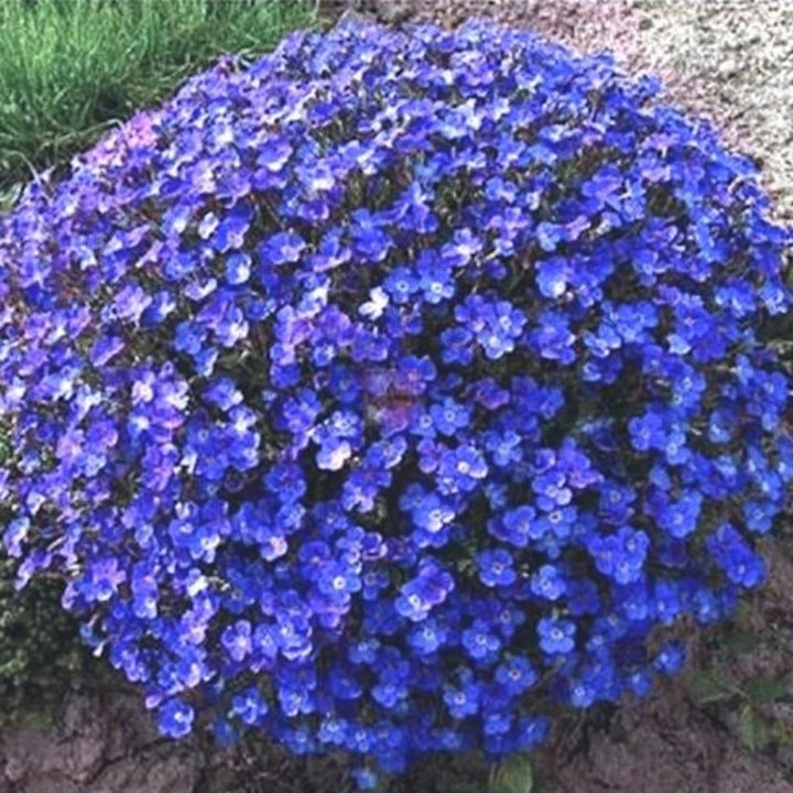 Heirloom Non-GMO Blue Cress Cascade Flower Seeds – Trailing Blooms for Garden Planting