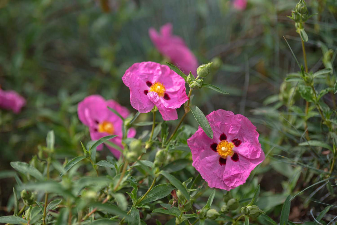 Rock Rose Flower Seeds for Planting – Heirloom, Non-GMO, High Germination Organic Garden Seeds