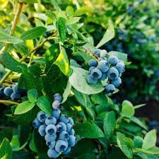 Rollinia Deliciosa Seeds for Soft and Sweet Exotic Fruits