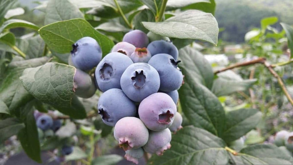 Rollinia Deliciosa Seeds for Soft and Sweet Exotic Fruits