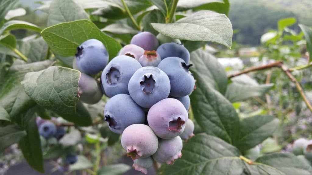 Rollinia Deliciosa Seeds for Soft and Sweet Exotic Fruits