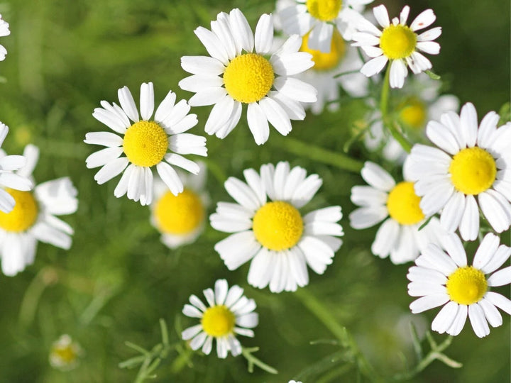 Roman Chamomile Seeds for Planting – Heirloom, Non-GMO Medicinal Ground Cover Herb for Teas & Pollinator Gardens