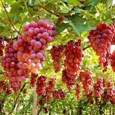 Roman Grapes Fruit Seeds for Planting