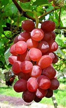 Roman Grapes Fruit Seeds for Planting