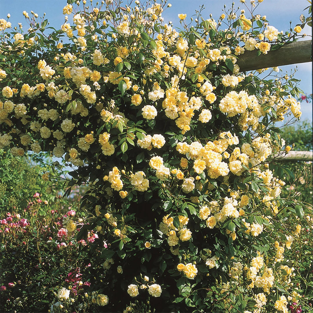 Rosa Banksia Blomsterfrø til udplantning - 100 stk