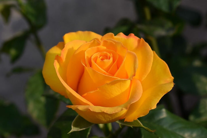 Dark Yellow Climbing Rose Plant Seeds – Heirloom Non-GMO High Germination Organic Garden Seeds for Planting