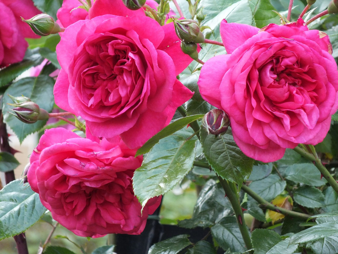 Dobbelt kronblad engelske rosenblomsterfrø til plantning Mørk Pink 100 stk