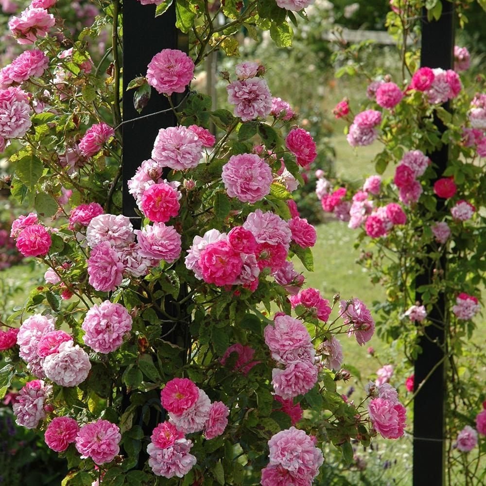 rose rosa flower seeds
