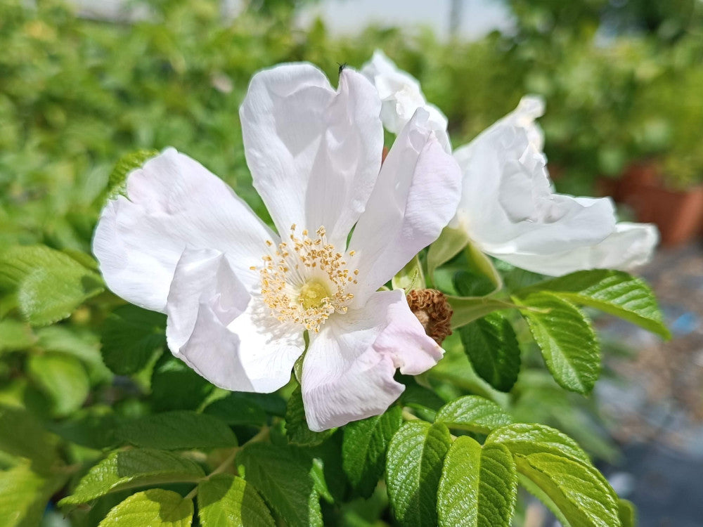 white rose flower seeds