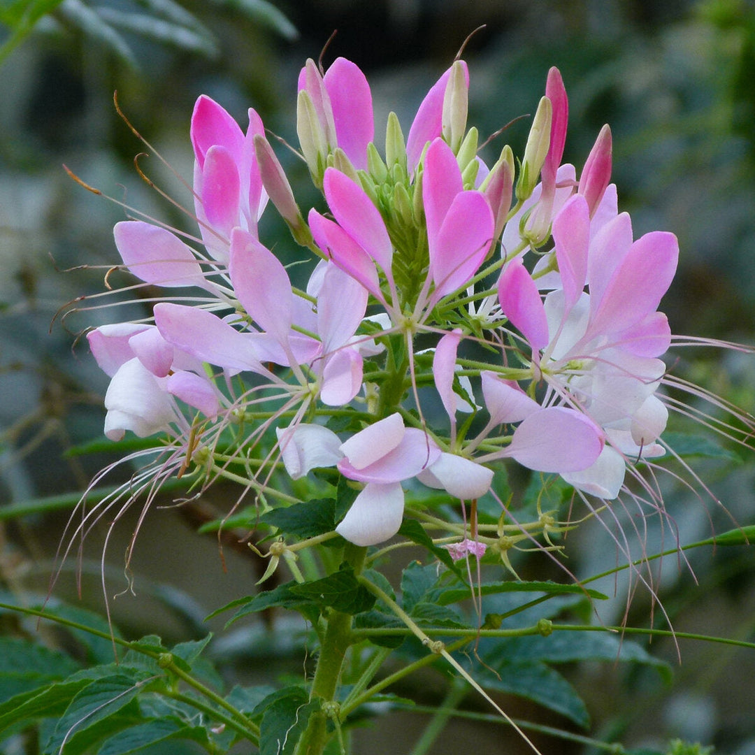 spiny bag flower seeds