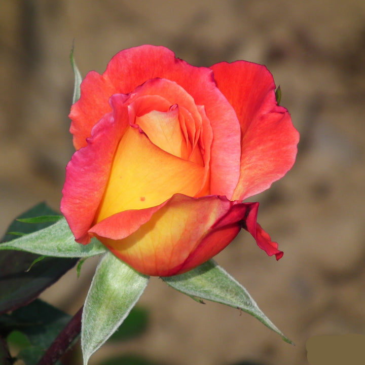 Gul Rød Rose Blomsterfrø til Haveplantning - 100 stk