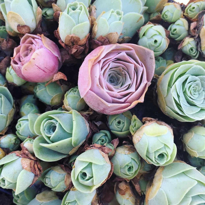 Mountain Rose Aeonium Greenovia Flower Seeds for Planting 100 pcs