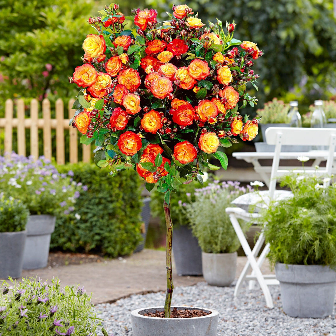 rose tree flower seeds