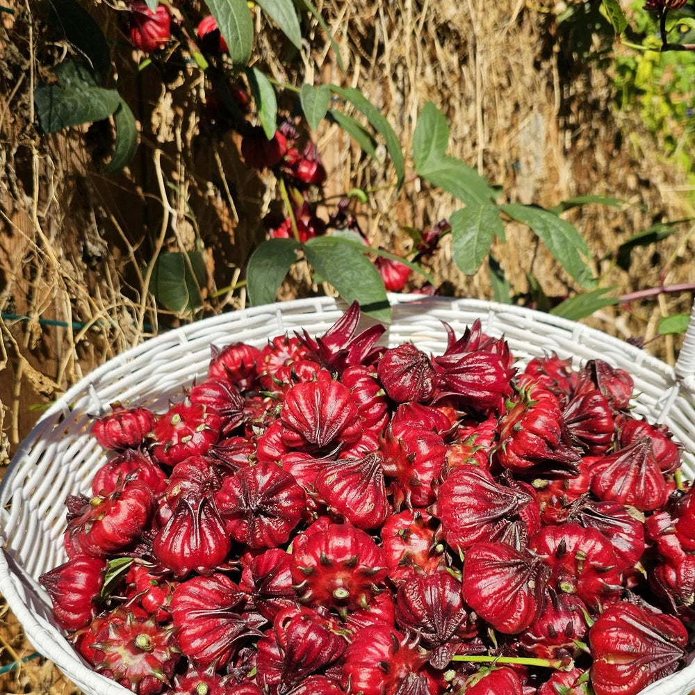 Rosella Fruit Seeds for Planting | Heirloom Non-GMO Organic Seeds for Sweet, Tangy Backyard Fruits