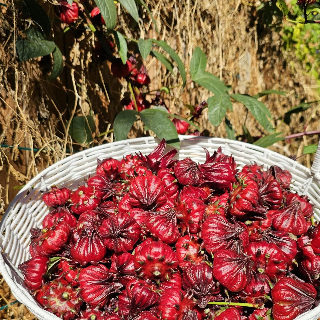 Rosella Fruit Seeds for Planting | Heirloom Non-GMO Organic Seeds for Sweet, Tangy Backyard Fruits