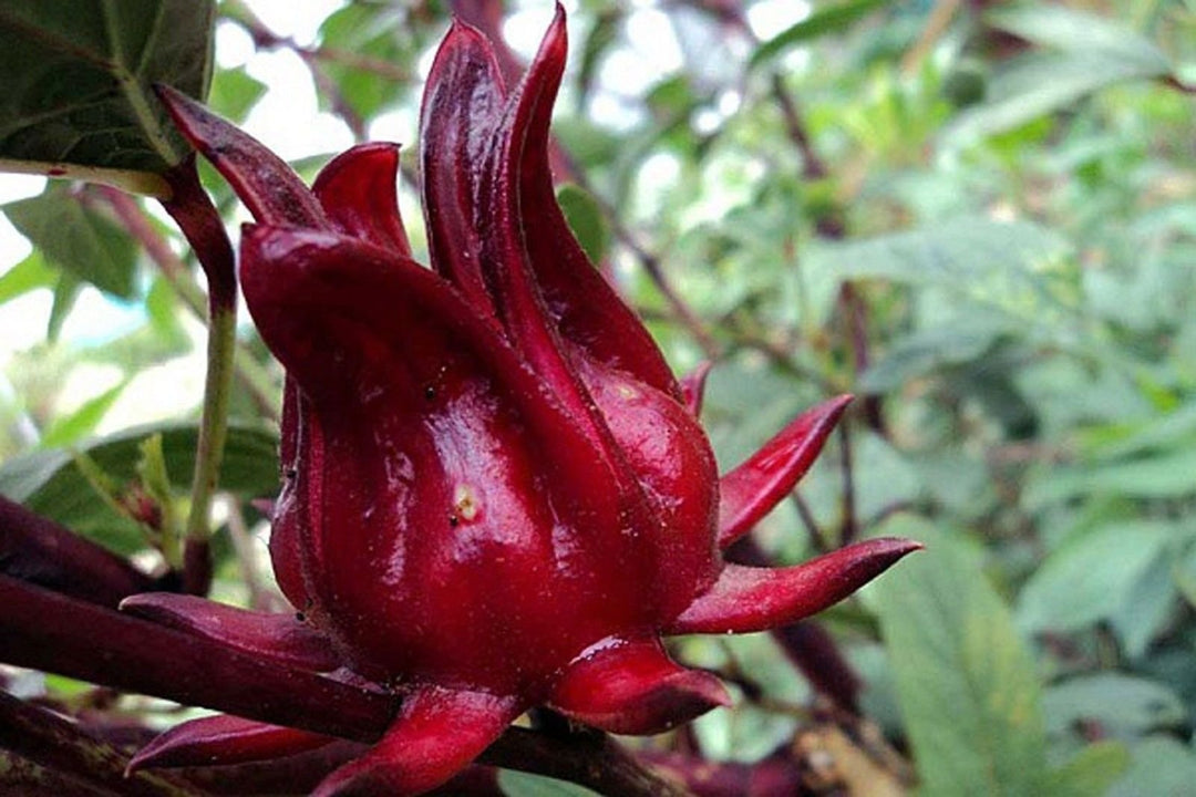 Rosella Fruit Seeds for Planting | Heirloom Non-GMO Organic Seeds for Sweet, Tangy Backyard Fruits